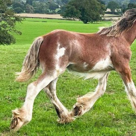 Colourful Clydesdale Foal